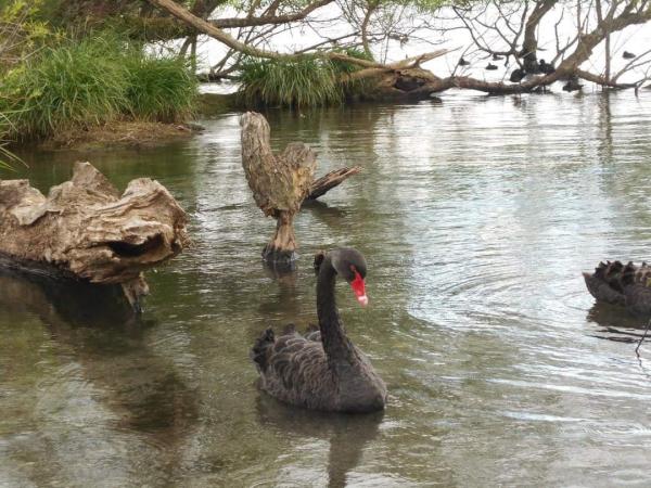 new zealand swans